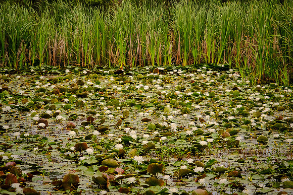 Sabine National Wildlife Refuge, Louisiana