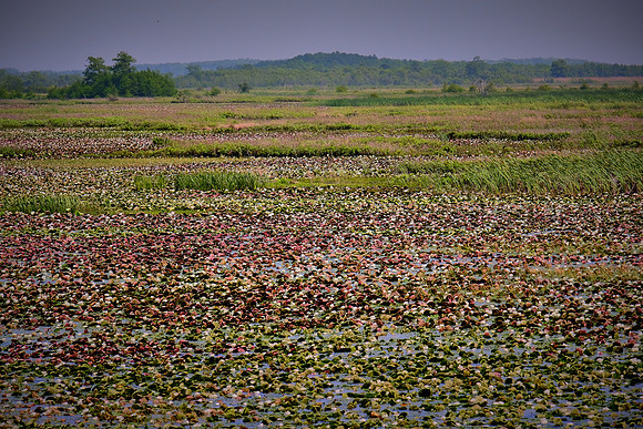 Cameron Prairie National Wildlife Refuge, Louisiana