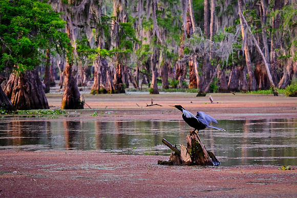 Lake Martin Cypress-Tupelo Swamp, Louisiana