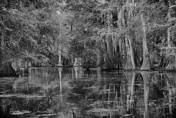 Lake Martin Cypress-Tupelo Swamp, Louisiana