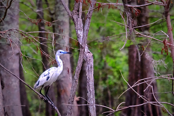 Lake Martin Cypress-Tupelo Swamp, Louisiana