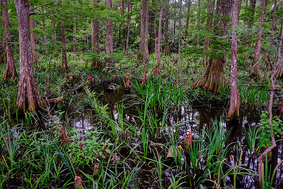 Cypress-Tupelo Swamp, Southern Louisiana