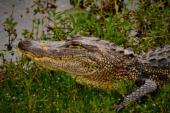 Sabine National Wildlife Refuge, Louisiana