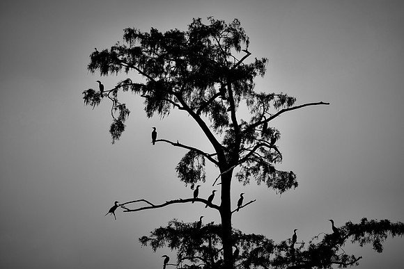 Lake Martin Cypress-Tupelo Swamp, Louisiana