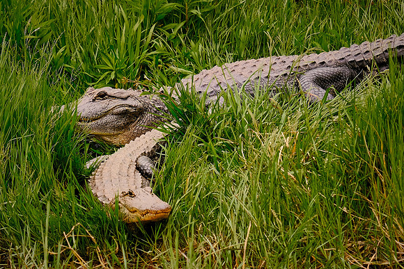 Sabine National Wildlife Refuge, Louisiana