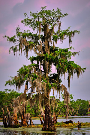 Lake Martin Cypress-Tupelo Swamp, Louisiana