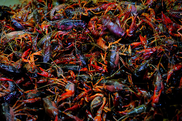 Atchafalaya Crawfish Processing, Henderson, Louisiana