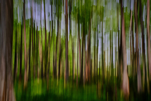 Cypress-Tupelo Swamp, Southern Louisiana