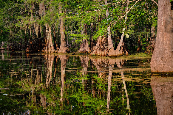 Lake Martin Cypress-Tupelo Swamp, Louisiana
