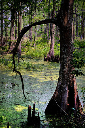 Cypress-Tupelo Swamp, Southern Louisiana