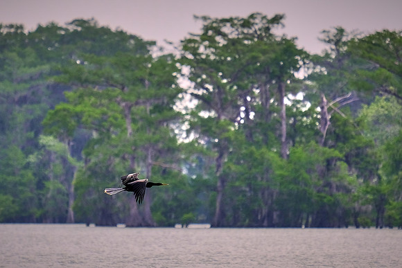 Lake Martin Cypress-Tupelo Swamp, Louisiana