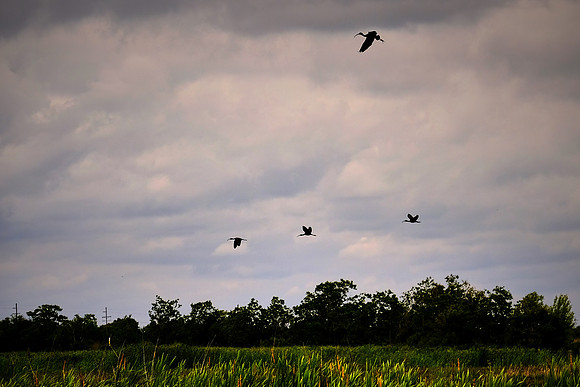 Sabine National Wildlife Refuge, Louisiana