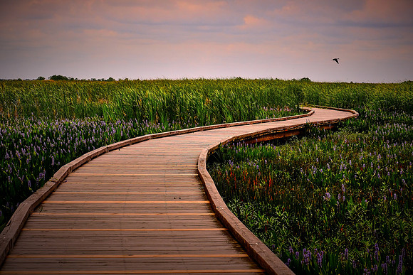 Sabine National Wildlife Refuge, Louisiana