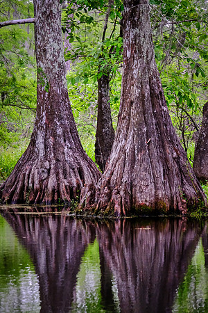 Lake Martin Cypress-Tupelo Swamp, Louisiana