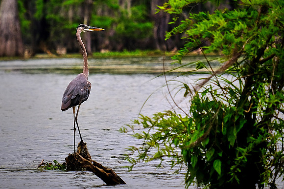 Lake Martin Cypress-Tupelo Swamp, Louisiana
