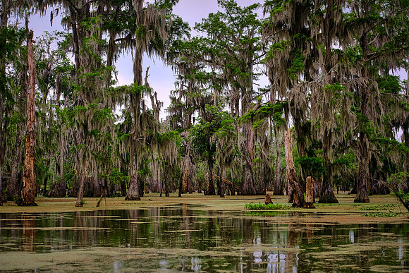 Lake Martin Cypress-Tupelo Swamp, Louisiana