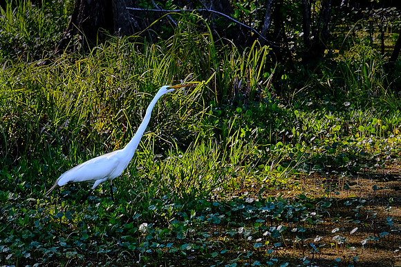 Lake Martin Cypress-Tupelo Swamp, Louisiana
