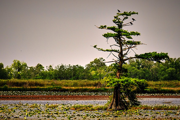 Cameron Prairie National Wildlife Refuge, Louisiana