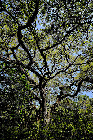 Tabasco Jungle Gardens, Avery Island, Louisiana