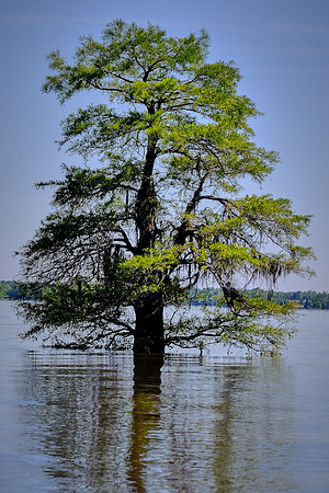 Atchafalaya Swamp, South-Central Louisiana