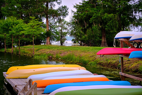 Lake Martin Cypress-Tupelo Swamp, Louisiana