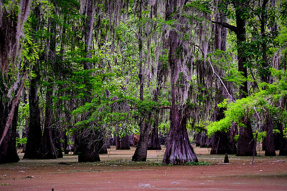 Lake Martin Cypress-Tupelo Swamp, Louisiana