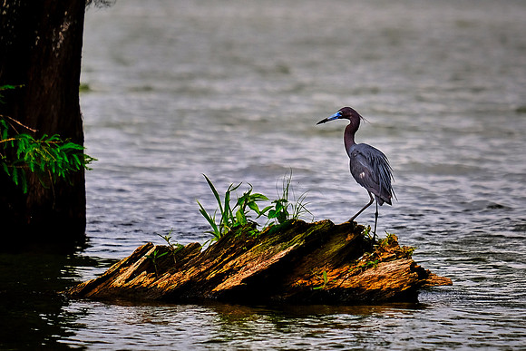 Lake Martin Cypress-Tupelo Swamp, Louisiana