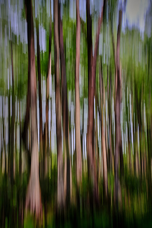 Cypress-Tupelo Swamp, Southern Louisiana
