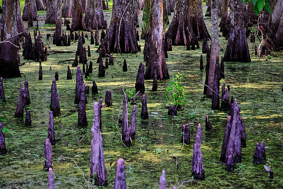 Cypress-Tupelo Swamp, Southern Louisiana