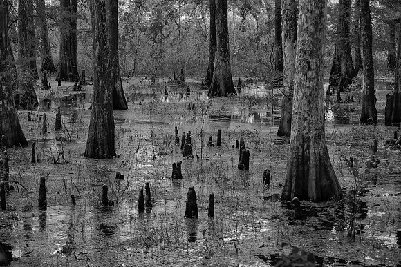 Cypress-Tupelo Swamp, Southern Louisiana