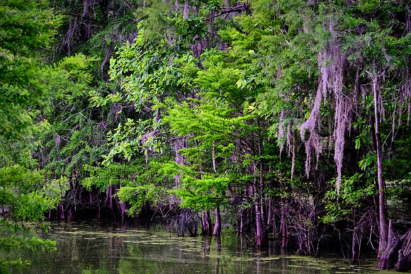 Lake Martin Cypress-Tupelo Swamp, Louisiana