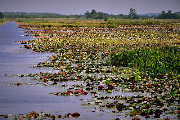 Cameron Prairie National Wildlife Refuge, Louisiana