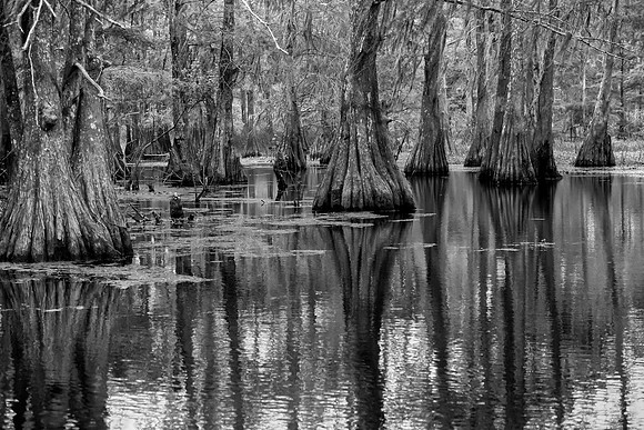Lake Martin Cypress-Tupelo Swamp, Louisiana