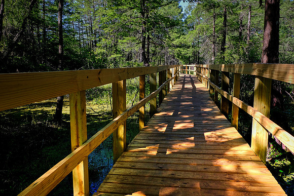Lake Martin Cypress-Tupelo Swamp, Louisiana