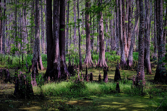 Cypress-Tupelo Swamp, Southern Louisiana