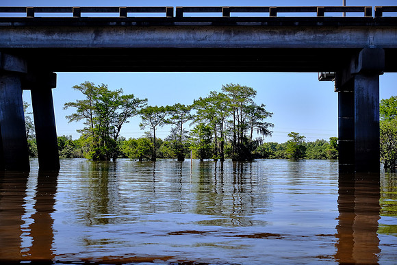 Atchafalaya Swamp, South-Central Louisiana