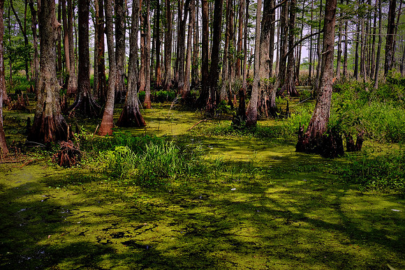 Cypress-Tupelo Swamp, Southern Louisiana