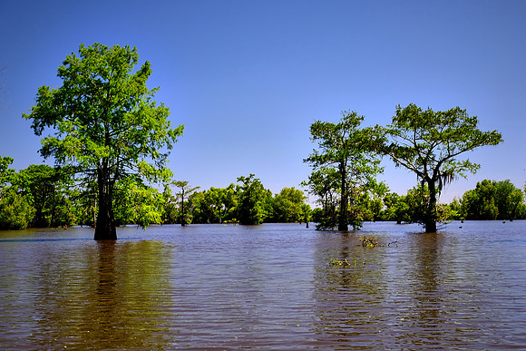 Atchafalaya Swamp, South-Central Louisiana