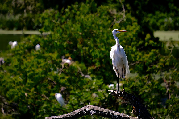 Tabasco Jungle Gardens, Avery Island, Louisiana