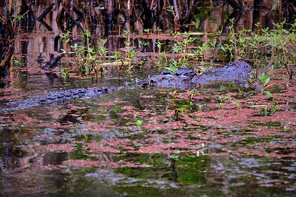 Lake Martin Cypress-Tupelo Swamp, Louisiana