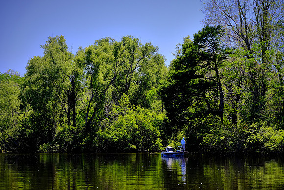 Atchafalaya Swamp, South-Central Louisiana