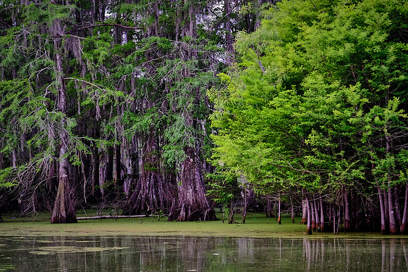 Lake Martin Cypress-Tupelo Swamp, Louisiana