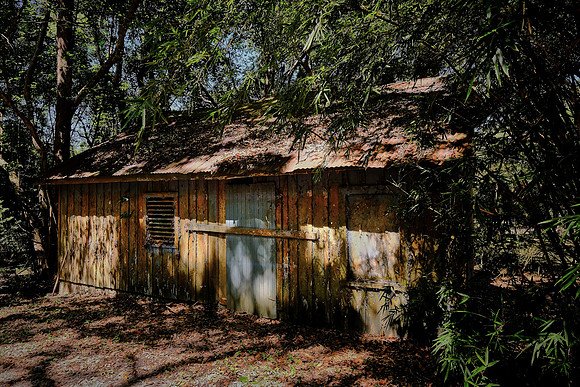 Tabasco Jungle Gardens, Avery Island, Louisiana