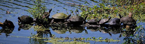 Tabasco Jungle Gardens, Avery Island, Louisiana