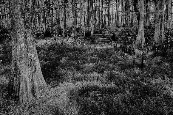 Cypress-Tupelo Swamp, Southern Louisiana