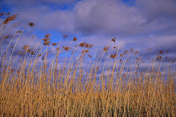 Sabine National Wildlife Refuge, Louisiana