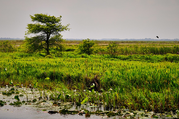 Cameron Prairie National Wildlife Refuge, Louisiana