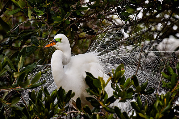 St. Augustine Alligator Farm, FL