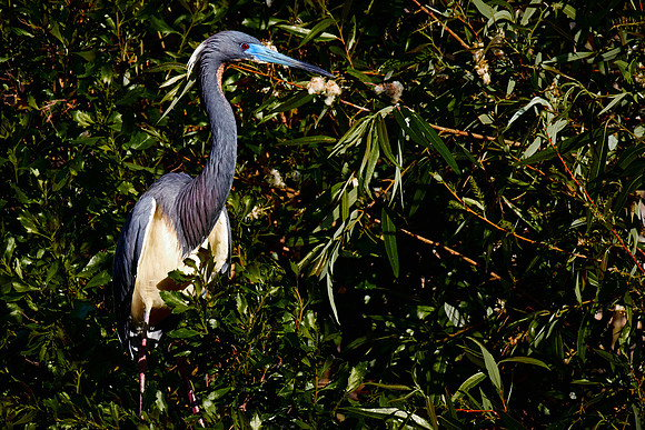 St. Augustine Alligator Farm, FL