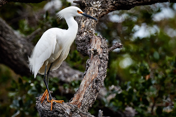St. Augustine Alligator Farm, FL